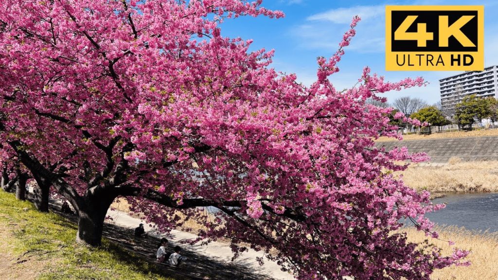 【4K】Japan Cherry Blossoms 2022 | Kawazu Sakura 【4K】Japan Cherry Blossoms 2022 | Kawazu Sakura