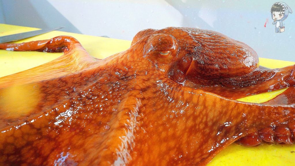KOREAN STREET FOOD GIANT OCTOPUS DEVIL FISH KOREA SEAFOOD MARKET 포항 송도활어회센터 문어 150222