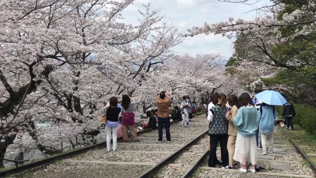 22年3月30日 ソメイヨシノのアーチと京都を歩く 琵琶湖疏水,水路閣,南禅寺,蹴上インクライン,平安神宮 岡崎 Walk around Kyoto city,Japan vlog