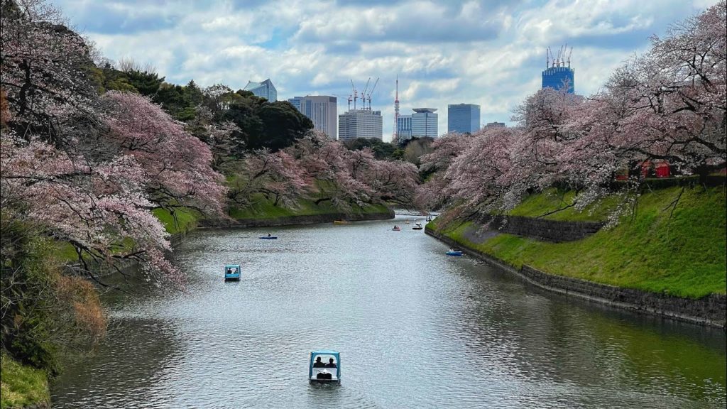 Live Tokyo Cherry Blossom Walk with @Lemi from Japan 🌸 Chidorigafuchi Sakura