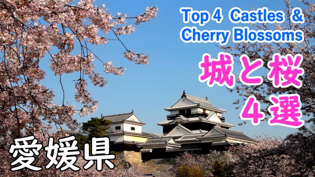 愛媛県 「城と桜」4選！ （松山城・湯築城・宇和島城・今治城） ( ヒーリング音楽 ) / Top 4 "Castles and Cherry Blossoms" in Ehime!【日本の桜名所】