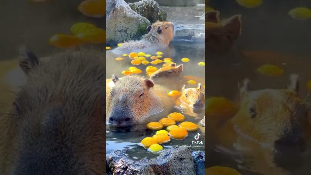Who else wishes they were as chill as these capybaras? 📍Izu Shaboten Zoo, Shizuoka Japan #shorts Who else wishes they were as chill as these capybaras? 📍Izu Shaboten Zoo, Shizuoka Japan #shorts