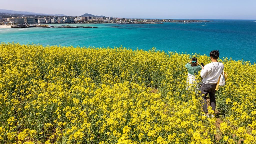 [4K] Jeju Island Travel - Hamdeok Beach & Flower Trail Walk | 제주 봄꽃 산책 - 함덕 해수욕장과 서우봉에 흐드러지게 핀 유채꽃