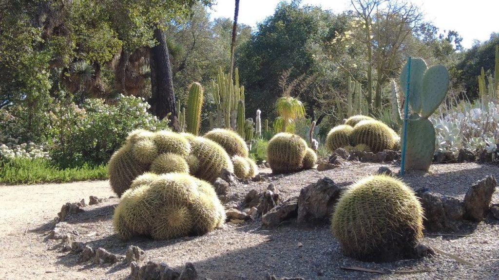 4K Virtual Walking Tour – Arizona Garden In Standford University, California 4K Virtual Walking Tour - Arizona Garden In Standford University, California