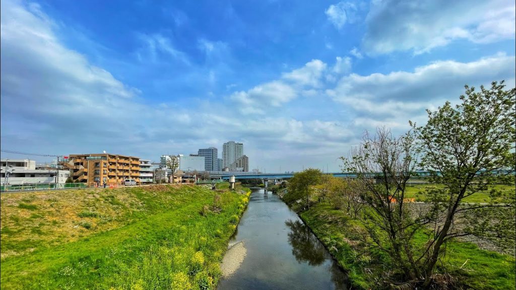 Live Tokyo Walk - Tamagawa Sakura Hunt