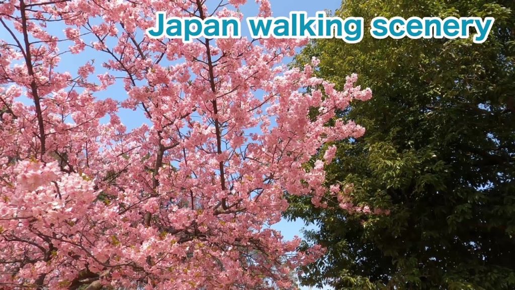 【4K / Japan / Saitama】Kawazu cherry blossoms  in Higashi Urawa【walking / March ＝弥生Yayoi】