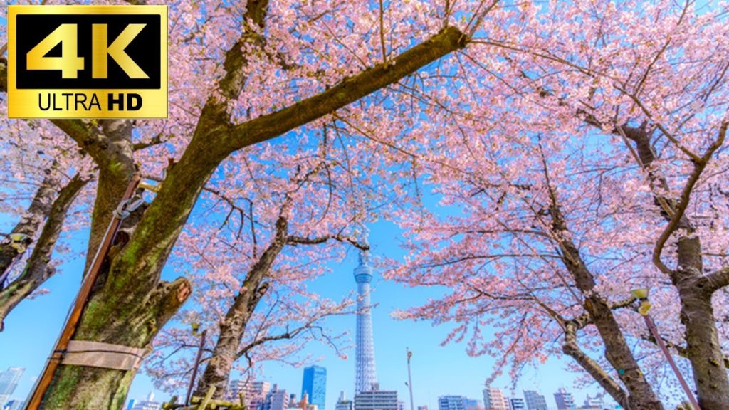 【4K】WONDERFUL CHERRY BLOSSOM VIEWING WALKING TOUR |TOKYO SUMIDA RIVER JAPAN  SAKURA| 4K Video 60fps