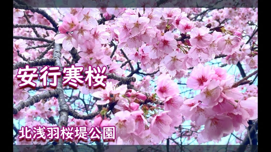 安行寒桜　北浅羽桜堤公園　　Cherry Blossoms in Japan