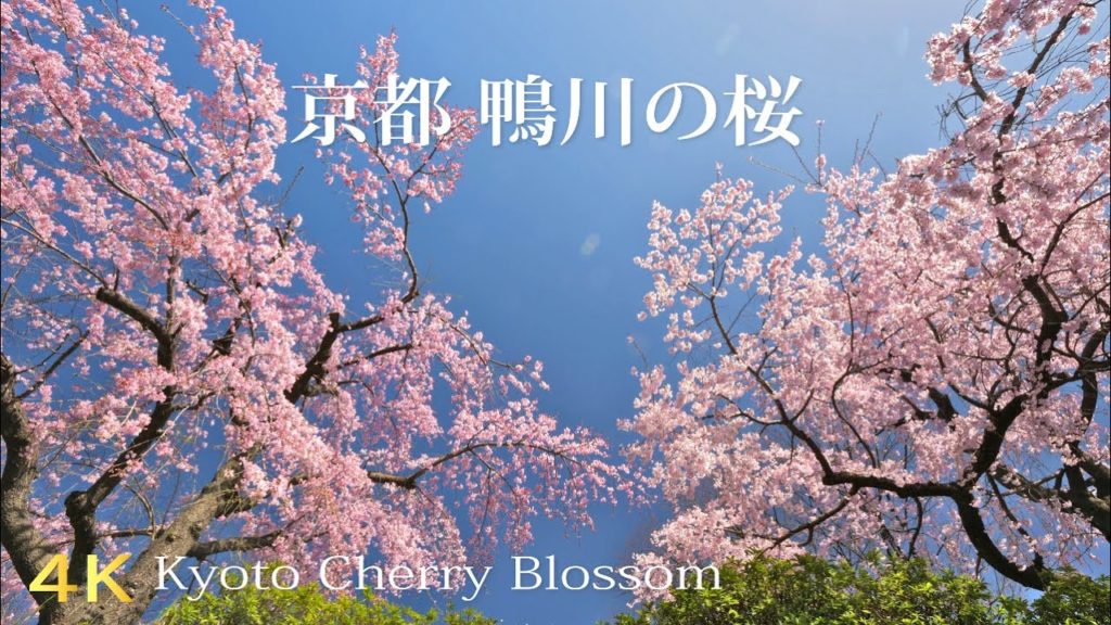 京都 鴨川の枝垂れ桜【京都桜】 京都 鴨川の枝垂れ桜【京都桜】