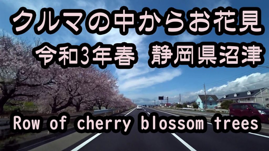 令和３年 春 クルマの中からお花見（沼川桜並木） A long row of cherry blossom trees in Numazu City, Shizuoka.