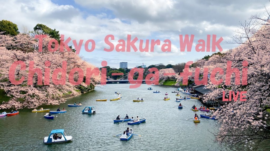 Tokyo Sakura Live Walk from Chidori-ga-fuchi Moat