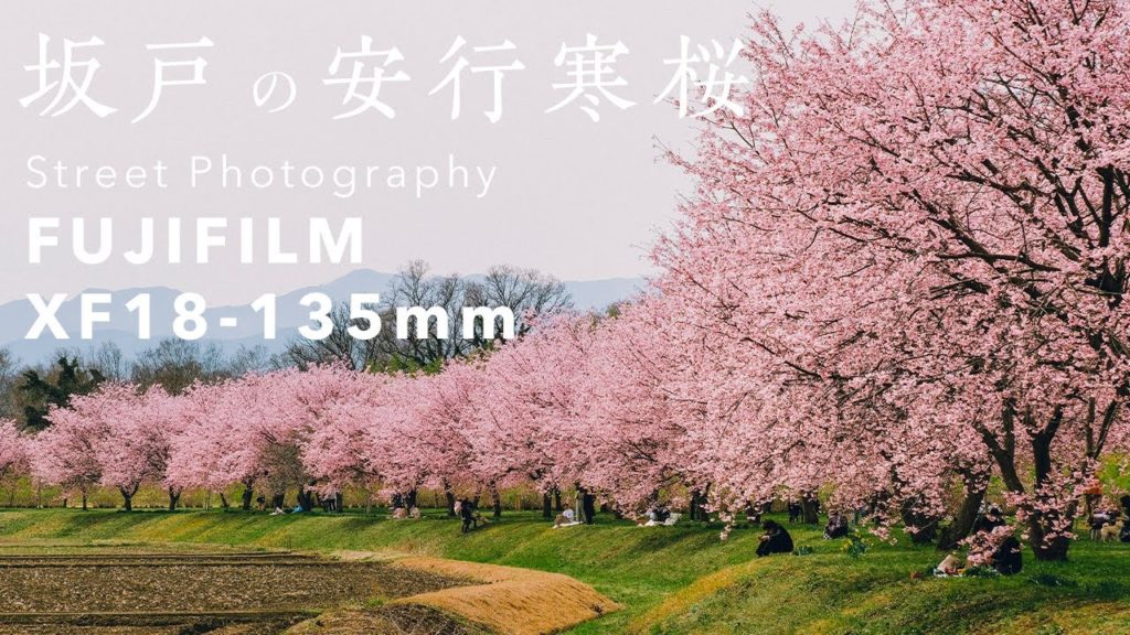 [Ambient Sound] Cherry Blossoms 2022 in Saitama Japan | Fujifilm X-T3, XF18-135mm Photography