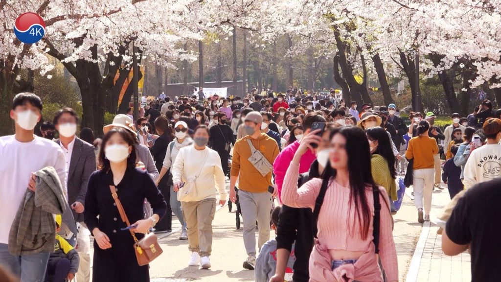 🌸Seoul Blossom Festival 2022 | Children's Grand Park, SEOUL SPRING FLOWER FESTIVAL, Seoul Travel.