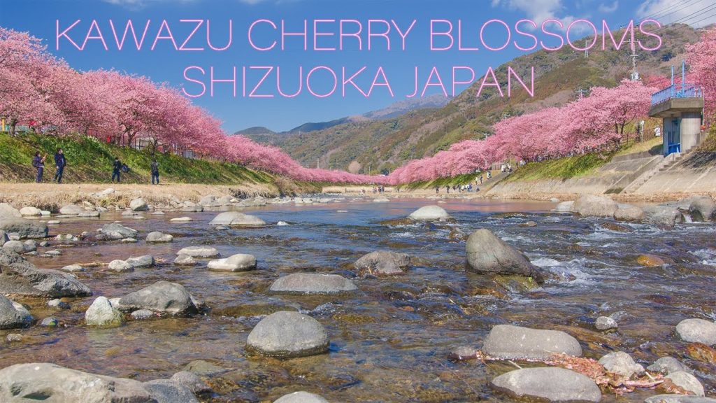 【6K KAWAZU SAKURA】河津桜まつり 2022 Early Bloom Cherry Blossoms in Shizuoka Japan 静岡観光 早春の花の風景