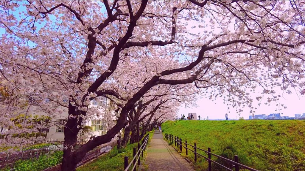 【Cherry blossoms】 🇯🇵Japan Walking Tour | Sakura 🌸🚃💨 Railroad