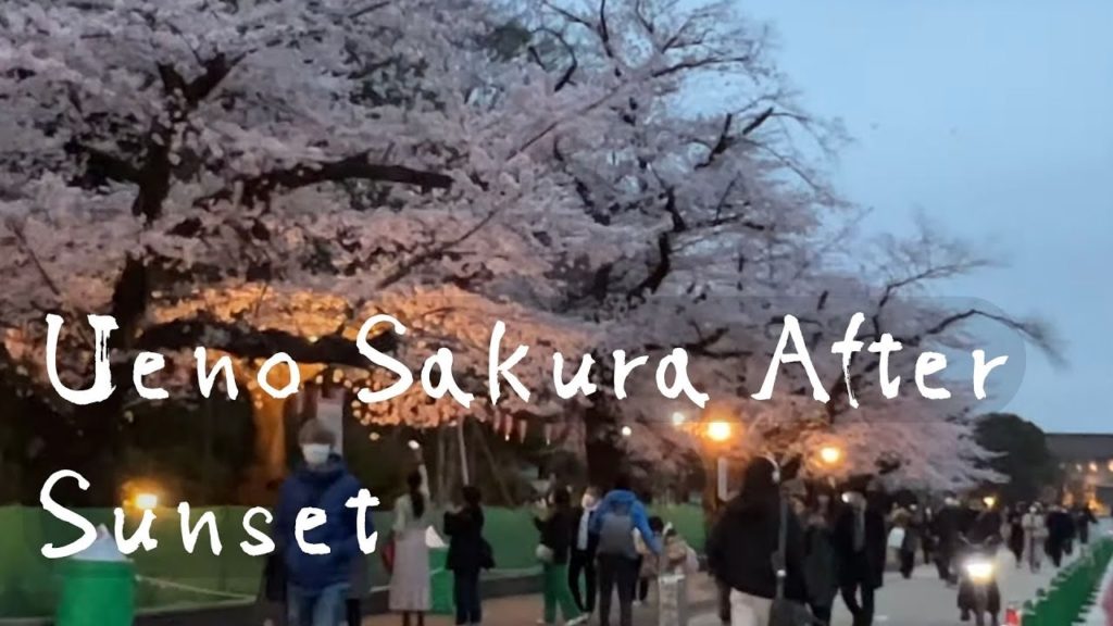 Sakura At Night In Ueno Park | Tokyo Walking Tour | Spring 2022