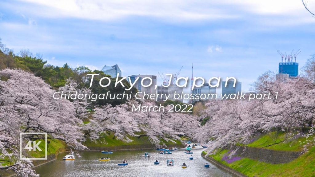 [4K] Japan daytime hanami walk| Tokyo | Chidorigafuchi Cherry blossoms |東京 千鳥ヶ淵 満開の桜 2022
