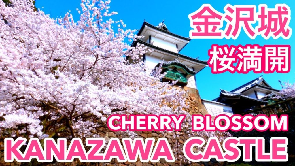 [2022.4.7 金沢城公園 お花見情報] 満開の桜🌸兼六園と並ぶ桜の名所💓金沢観光✨Cherry Blossom in Kanazawa Castle, Japan❣️金沢旅行