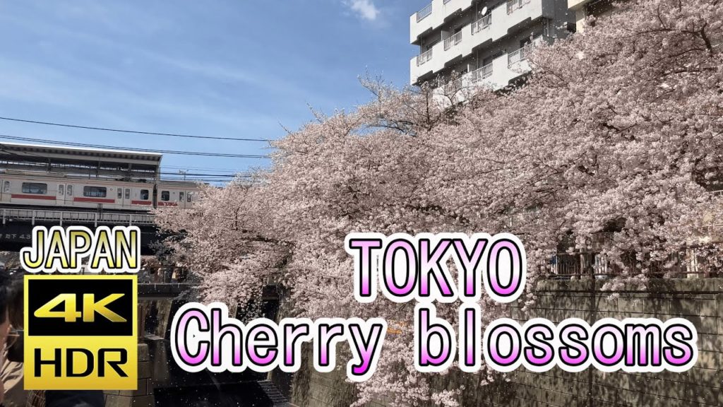 4K Most Beautiful Cherry blossom in Tokyo Japan in 2022🌸Meguro River