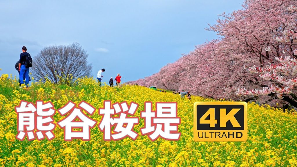 熊谷桜堤の桜 ソメイヨシノ【桜2022🌸】日本さくら名所100選 -  Japan's Top 100 Cherry Blossom Spots.