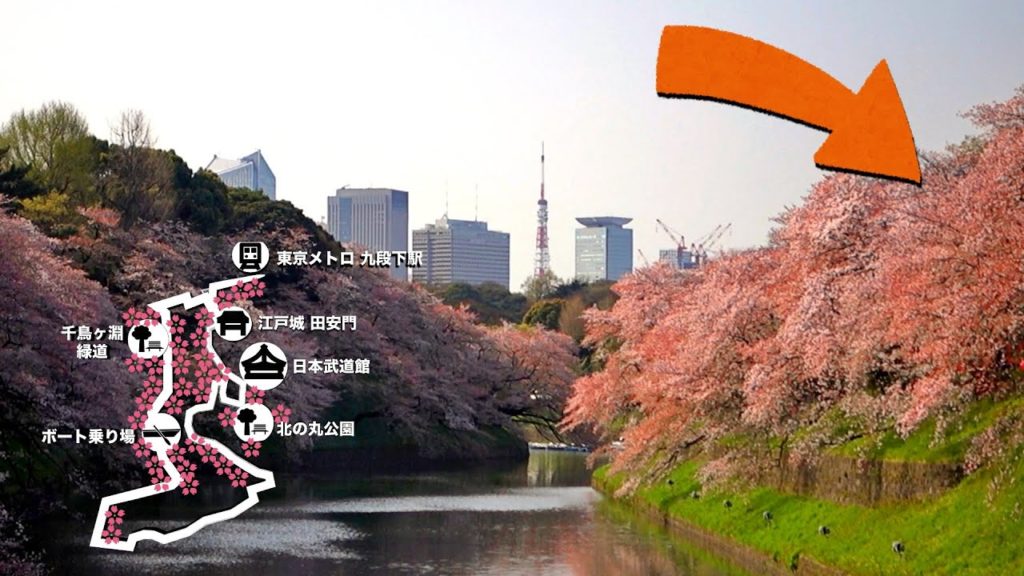東京都内の江戸城跡地の桜名所🌸千鳥ヶ淵の桜を歩いてめぐる🌸ライトアップ映像もあります💡