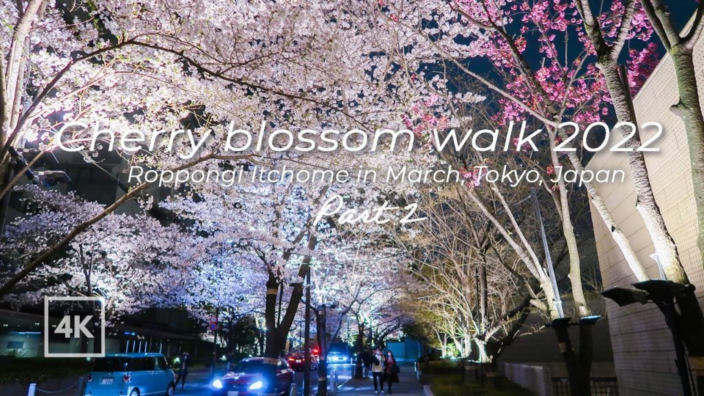 [4K] Japan night walk | Hanami |Tokyo | Cherry blossoms in Roppongi itchome |東京 夜桜 2022 花見 散歩 六本木一丁目