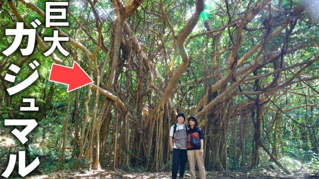 【世界自然遺産】沖縄最北端"やんばる"観光!自然が織りなす絶景スポット 【世界自然遺産】沖縄最北端"やんばる"観光!自然が織りなす絶景スポット