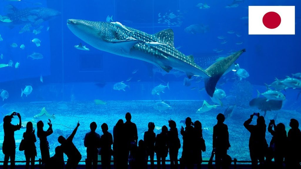 MOST AMAZING AQUARIUM in Japan!! | Churaumi Okinawa (Story 17) MOST AMAZING AQUARIUM in Japan!! | Churaumi Okinawa (Story 17)