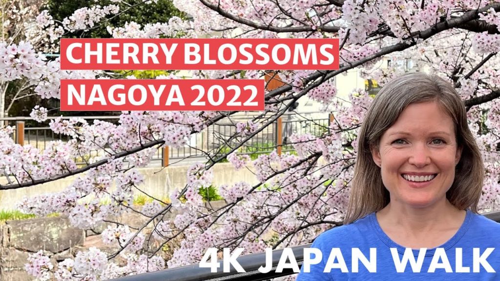 4K Japan Walk - Yamazaki River Cherry Blossom in Nagoya