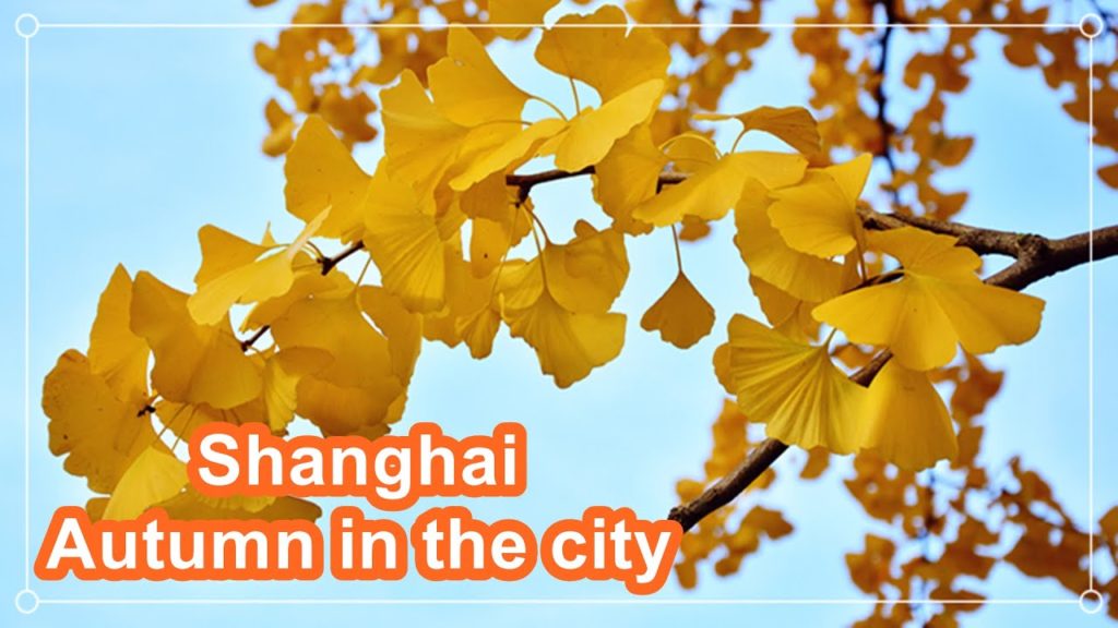 Autumn in the city|Shanghai China|Ginkgo Tree | Red Maple Tree Autumn in the city|Shanghai China|Ginkgo Tree | Red Maple Tree