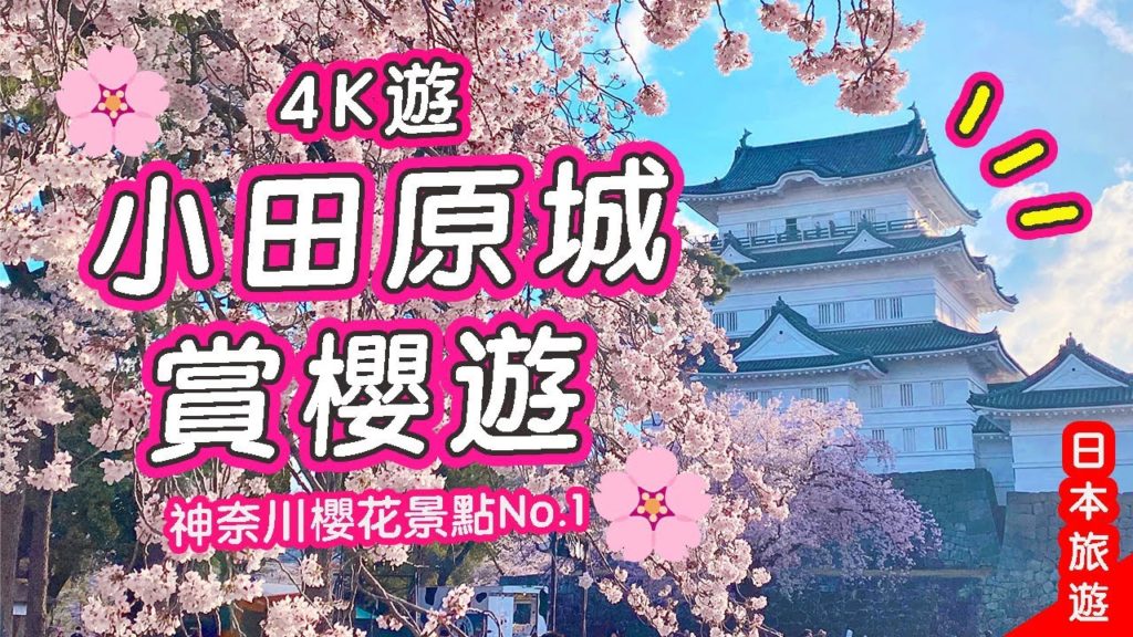 4K小田原城賞櫻遊🏯神奈川櫻花景點No.1🌸日本城+滿開櫻花超和風 春天必來~#日本旅遊 #日本賞櫻 #小田原 4K小田原城賞櫻遊🏯神奈川櫻花景點No.1🌸日本城+滿開櫻花超和風 春天必來~#日本旅遊 #日本賞櫻 #小田原