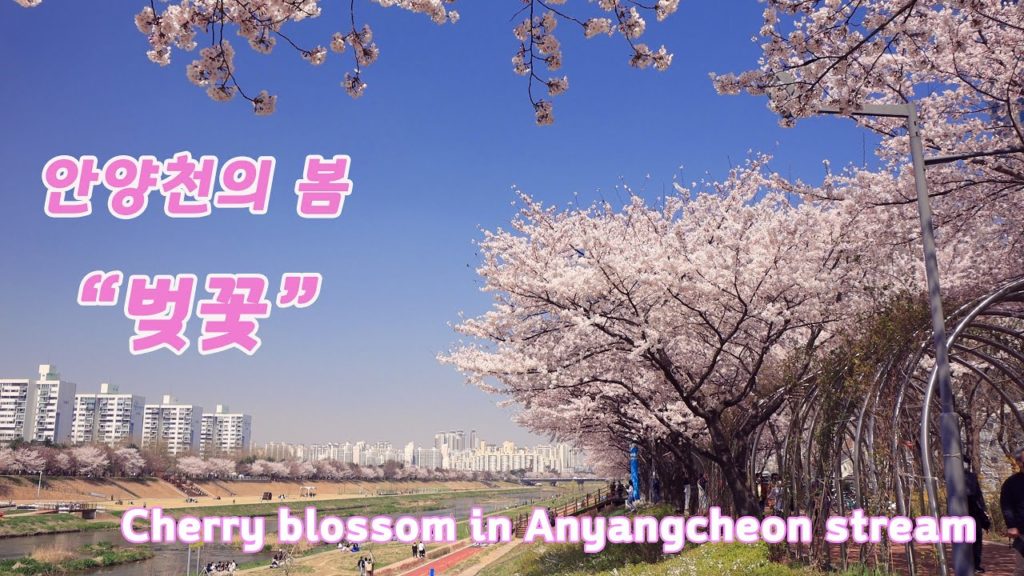 안양천 벚꽃 / Spring of Anyangcheon stream / 안양천의 봄 / Cherry blossoms in Seoul / 서울 벚꽃 명소 안양천 벚꽃 / Spring of Anyangcheon stream / 안양천의 봄 / Cherry blossoms in Seoul / 서울 벚꽃 명소