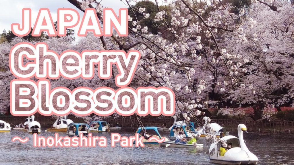 JAPAN TRIP Cherry Blossom 〜 Inokashira Park 〜