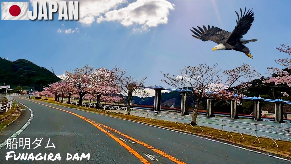 Funagira Dam (CHERRY BLOSSOM) - JAPAN, 静岡県, 浜松, 船明ダム