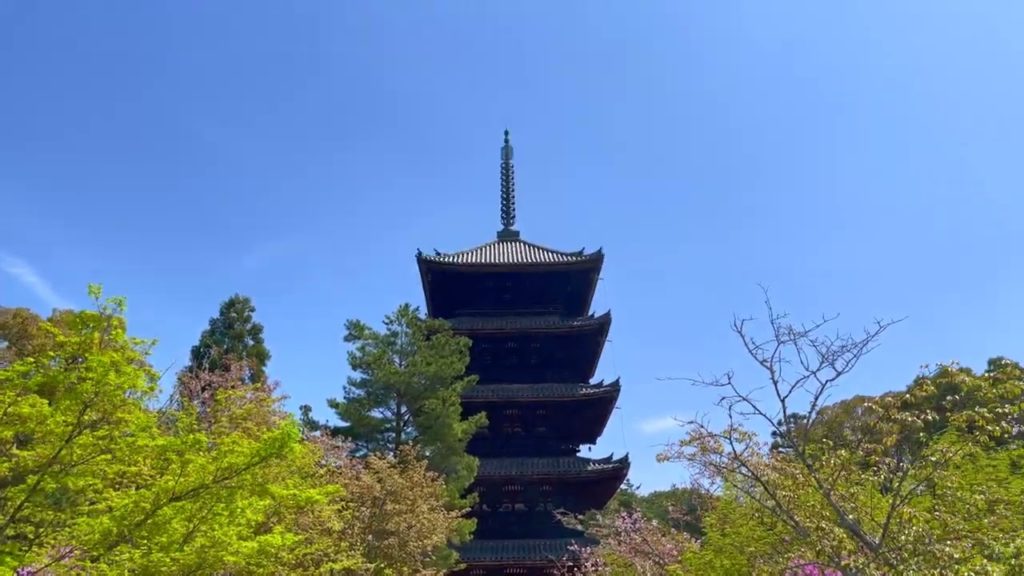 【4K】Kyoto Japan　仁和寺の御室桜 🌸