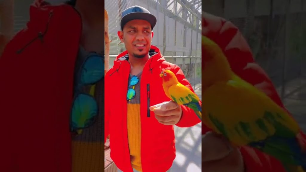 Birds love | birds park in shizuoka Japan| traveling | full video in the description , rasworld.