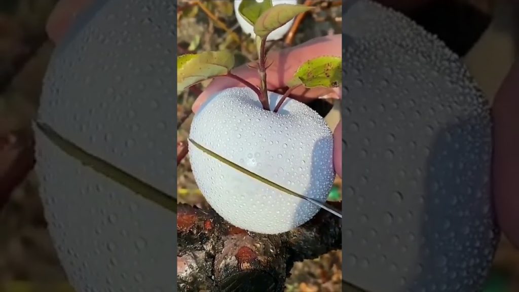 Fruits name ๐ india and turkish asian street food shorts #shorts Fruits name ๐ india and turkish asian street food shorts #shorts