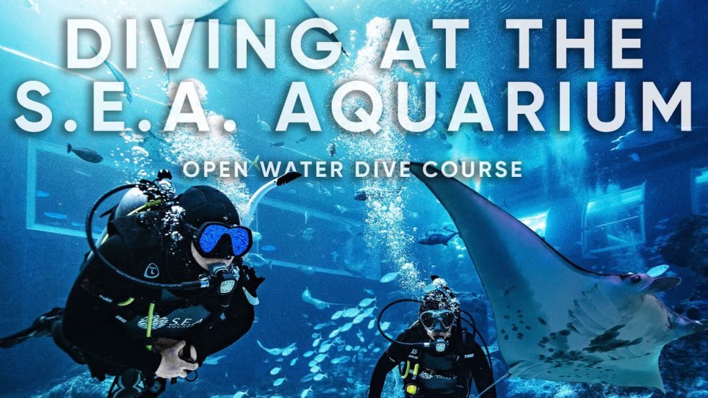 Diving with GIANT MANTARAYS AT THE AQUARIUM !!! Diving with GIANT MANTARAYS AT THE AQUARIUM !!!