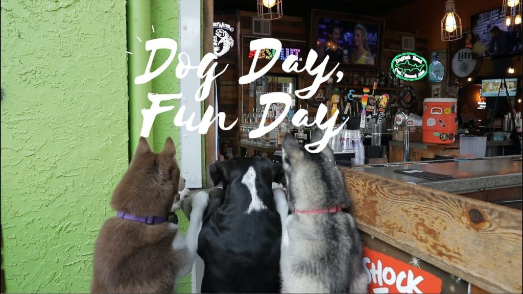 Why is St. Pete Voted #1 Dog-Friendliest City in America Year After Year? Check it Out!