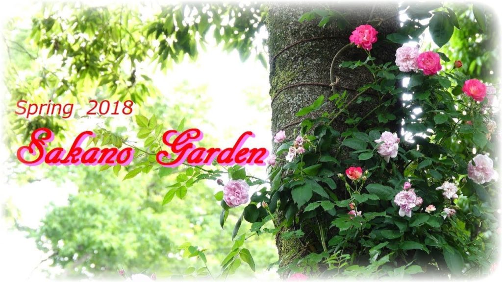 2018春バラ【坂野ガーデン】（茨城県常総市）[4K]