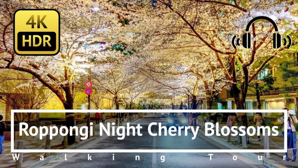 [4K/HDR/Binaural] Roppongi Night Cherry Blossoms Walking Tour - Tokyo Japan