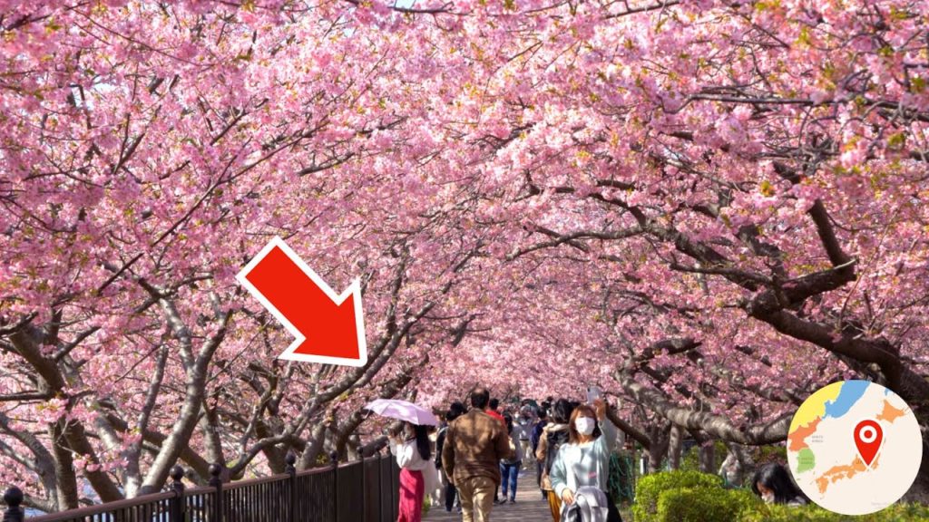 Most Popular 8,000 Cherry Blossom Tunnel in Japan 😳🌸 Kawazu Sakura 河津桜 おすすめ 桜の名所 開花 満開 見頃 花見 2022 Most Popular 8,000 Cherry Blossom Tunnel in Japan 😳🌸 Kawazu Sakura 河津桜 おすすめ 桜の名所 開花 満開 見頃 花見 2022