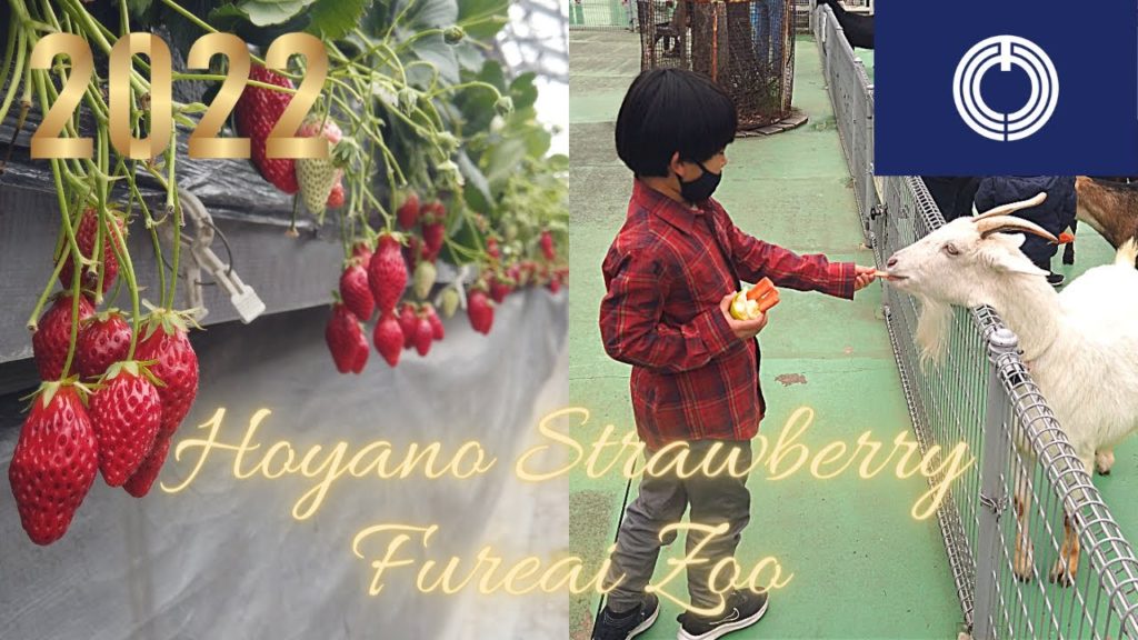 Hoyano Strawberry Orchard & Fureai Zoo #HiratsukaTravelVlog in Japan 2022 🇯🇵