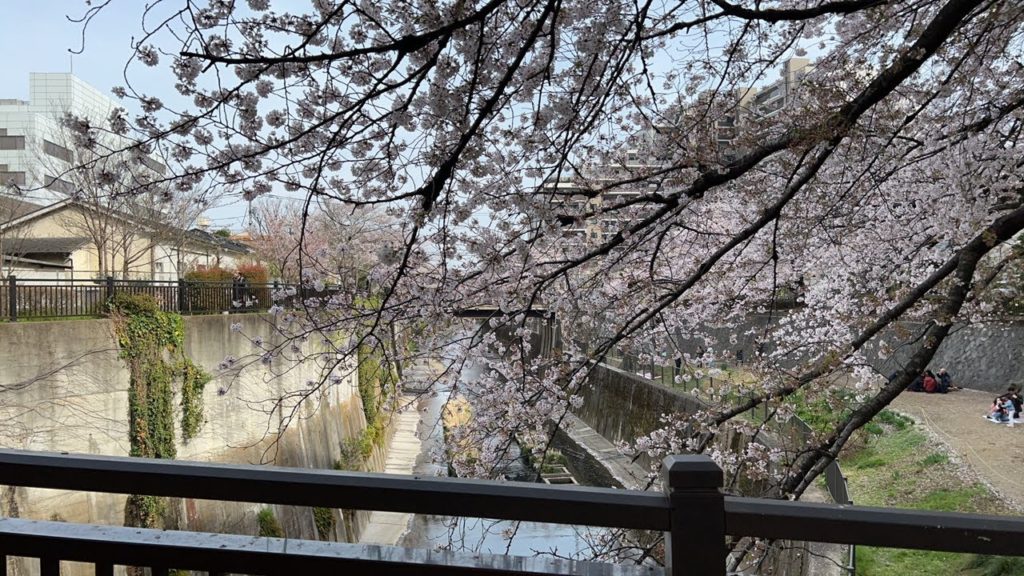 Cherry Blossoms | Tokyo Live Walking Tour