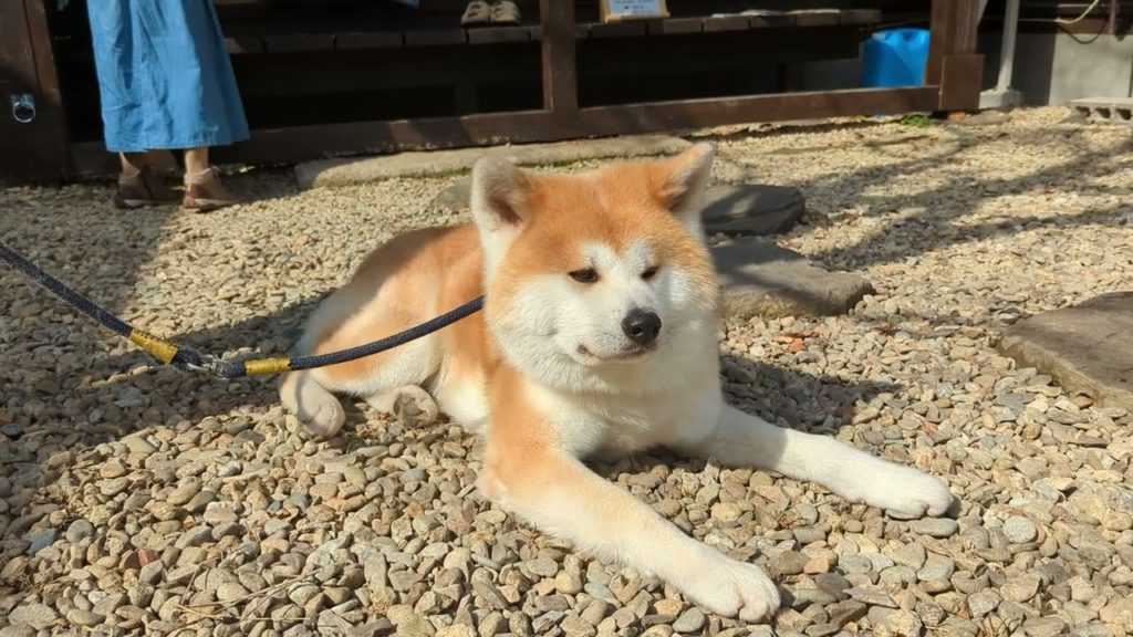 Kakunodate, Akita (秋田県角館町) - Akita Dogs (秋田犬) Part 1