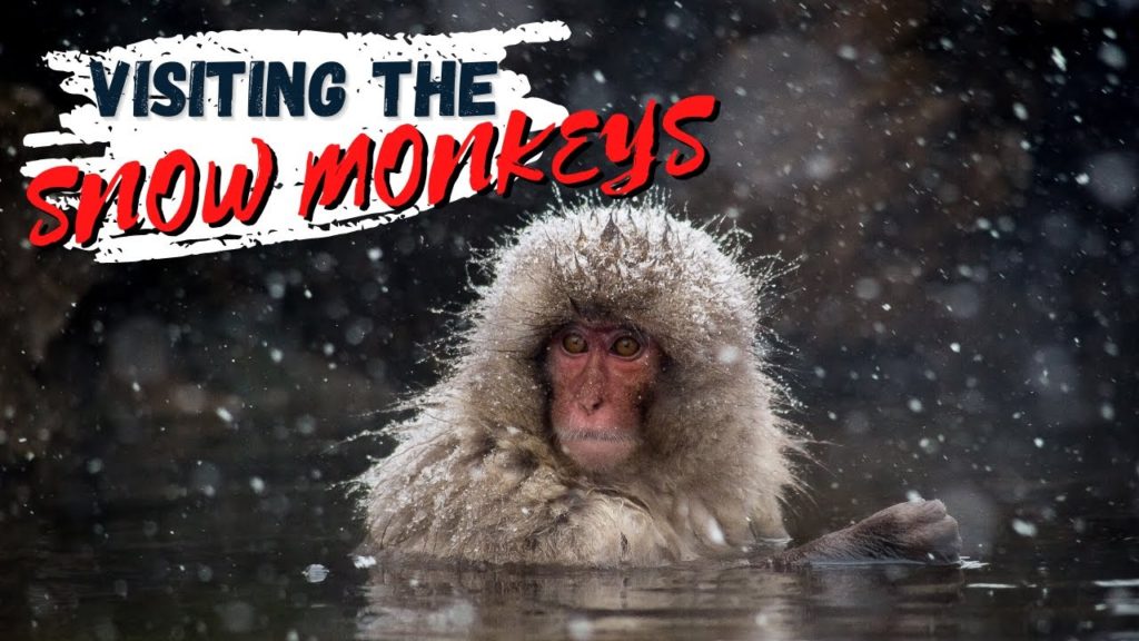 Visiting the Hot Spring Loving Japanese Snow Monkeys Visiting the Hot Spring Loving Japanese Snow Monkeys