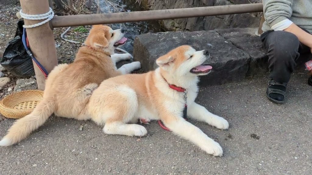 Kakunodate, Akita (秋田県角館町) - Akita Dogs (秋田犬) Part 2