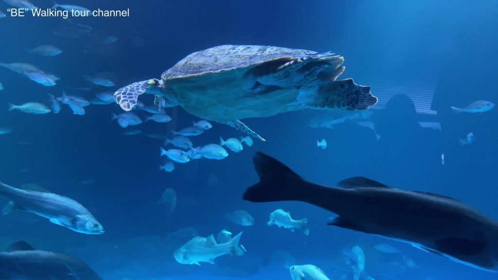 [4K] Walking tour 🇰🇷 Turtle/터틀