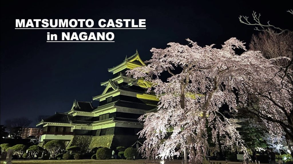 🇯🇵🏯🌸Cherry Blossom festival in Matsumoto castle, Nagano, Japan