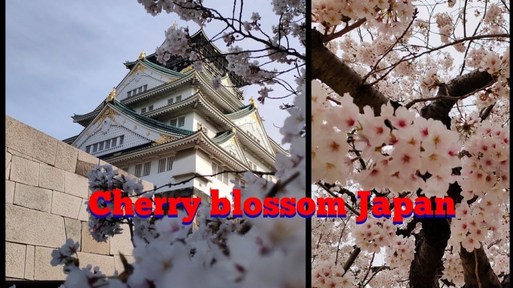 Explore osaka Castle in Cherry blossom | Osaka Castle japan | Cherry blossom | 大阪城